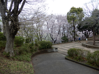 白山町第一公園の広場3
