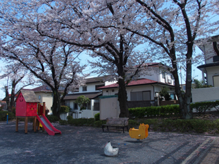 白山町第二公園の桜並木