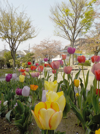 東本郷下田公園の花壇