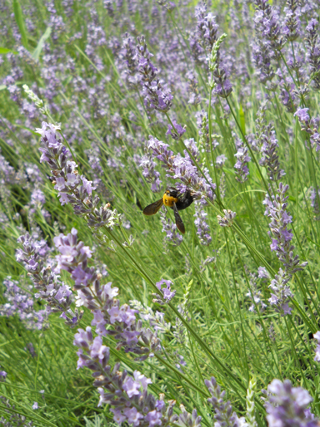 東本郷公園の花壇2