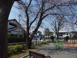 東本郷第五公園の並木