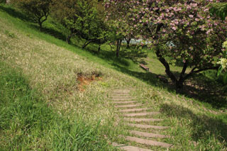 いぶき野第二公園の芝生