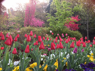上山町公園の花畑