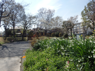 霧が池公園の花壇2
