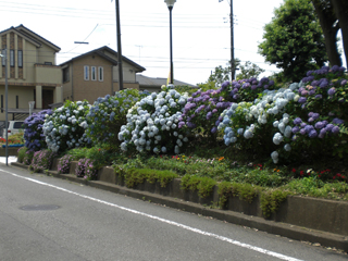 霧が池公園のアジサイ