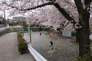 北八朔第一公園のブランコと桜