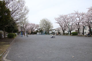 北八朔第二公園の広場と桜2