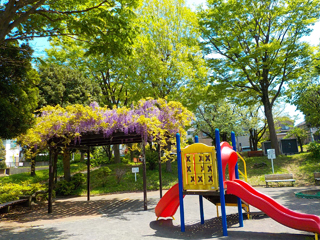 鉄谷公園の藤棚