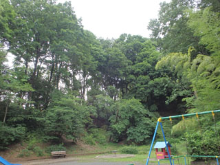 三保大上公園の林