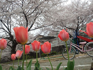 三保天神前公園の花壇