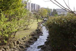 長津田みなみ台緑道の小川2