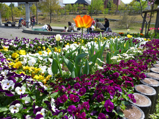 長津田宮ノ前第二公園の花壇3
