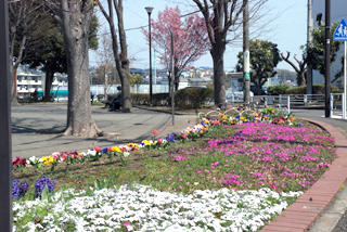 長津田柳下公園の花壇2