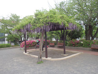 中丸公園の藤棚