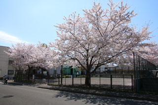 中山北緑道の桜