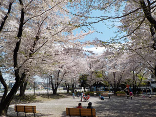 中山駅北第一公園の広場（桜）
