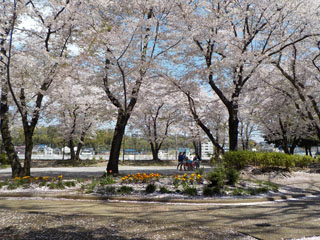中山駅北第一公園の花壇