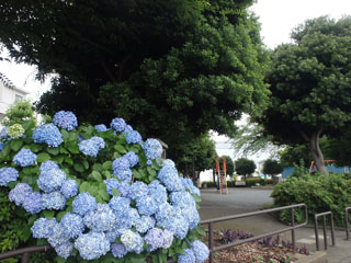 中山駅北第二公園のアジサイ