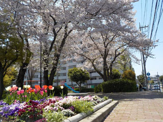 中山駅北第二公園の花壇