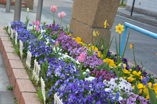 御前田公園の花壇
