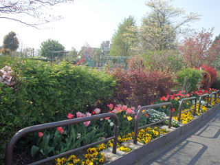 杉山原公園の花壇