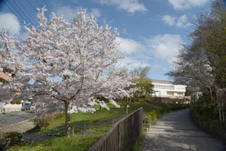 十日市場だんご山公園の歩道