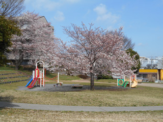 十日市場東公園の遊具と桜2