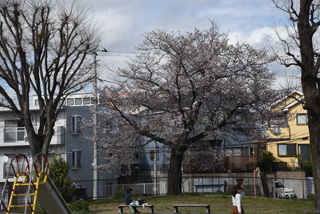 十日市場北公園の桜