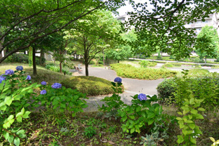 十日市場南公園のアジサイ