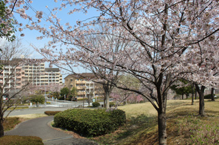 十日市場南公園の桜