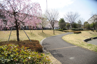 十日市場南公園の小道