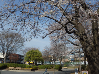 十日市場西田公園の桜