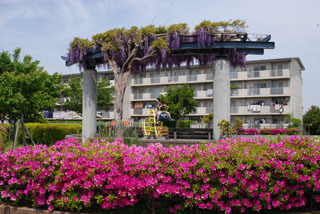 上の原公園の藤棚と花壇