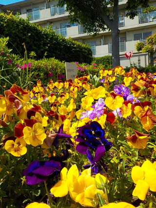 上の原公園の花壇