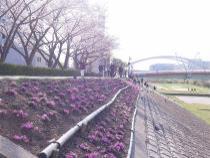 鶴見川土手の芝桜と桜並木