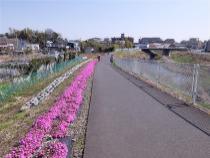 恩田川土手の芝桜