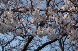610_007_鶴見川沿いの桜（接写）