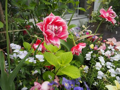 ミドリンGARDEN