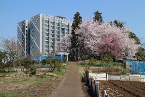 高尾山（桜の時期）