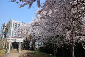 飯縄神社（桜の時期）
