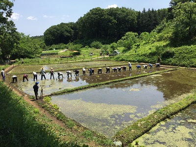 新治市民の森谷戸田の田植えの写真