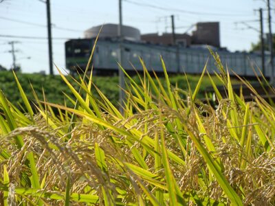 JR横浜線と稲穂の写真