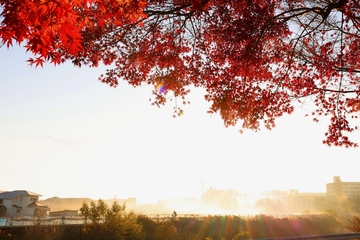 「紅葉と朝日が反射した霧」