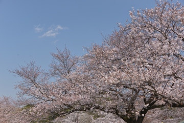 「何時までも華やかに」