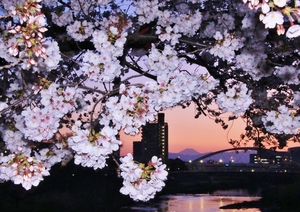 桜の夕景