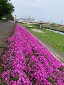 心躍る、春の芝桜