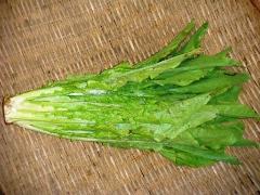 山くらげ