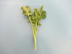 のらちゃん菜