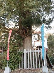 乗蓮寺・榧の木