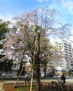 歌丸桜